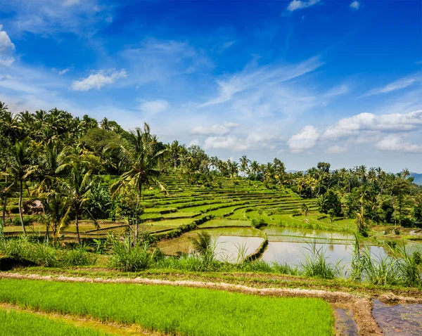 在巴厘岛上的绿色水稻梯田 — 图库照片