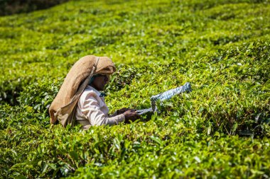 KERALA, Hindistan - 18 Şubat 2014: Hintli kadın Munnar 'daki çay tarlasında çay yaprağı hasat ediyor. Sadece en üst yaprak toplanır ve işçiler günde 30 kiloya kadar çay yaprağı toplarlar.