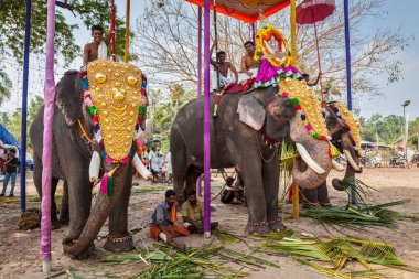 Kochi, Hindistan - 24 Şubat 2013: tapınak Festivali hindu Tapınağı fil Brahminler (rahip) ile dekore edilmiş. Orada kerala devlet 550 Evcil filler hakkında.