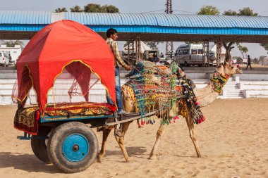 PUSHKAR, INDIA - 22, 2012: Pushkar deve fuarında turistler için deve taksisi (Pushkar Mela) - dünyanın en büyük deve fuarlarından ve turistik alanlarından biri olan yıllık beş günlük deve ve ve ve ve hayvan fuarı
