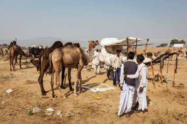 Pushkar, Hindistan - 20 Kasım 2012: Hintli erkek ve Develer pushkar deve Fuarı (pushkar mela) - yıllık beş gün camel ve Hayvancılık, adil, bir dünyanın en büyük deve Fuarlar ve turistik