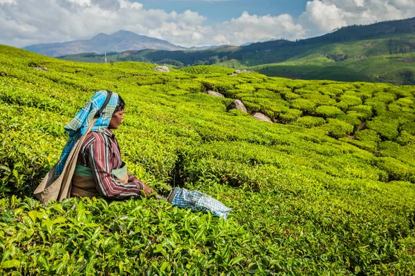 Kerala India February 2014 Indian Woman Harvests Tea Leaves Tea — Stock Photo, Image