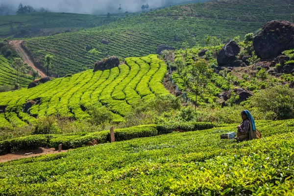 Kerala India February 2014 Indian Woman Harvests Tea Leaves Tea — Stock Photo, Image