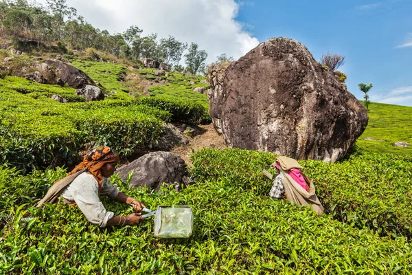Kerala India 2014年2月18日 印度妇女在Munnar茶园收获茶叶 只收集最高的叶子 工人每天收集多达30公斤的茶叶 — 图库照片