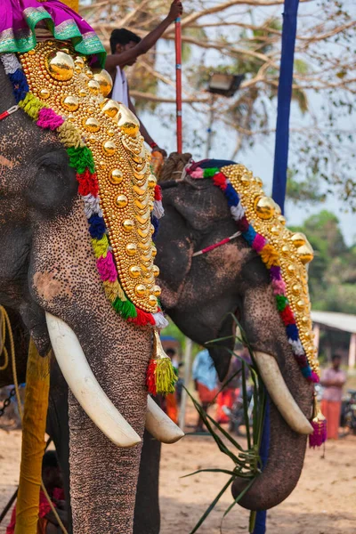 KOCHI, INDIA - FEBRUARY 24, 2013: Decorated elephants with brahmins (priests) in Hindu temple at temple festival. There about 550 domesticated elephants in Kerala state.