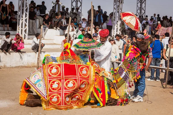Pushkar Índia Novembro 2012 Man Decorating Camel Camel Decoration Contest — Fotografia de Stock