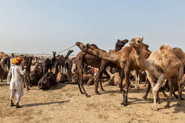 Pushkar Índia Novembro 2012 Homens Camelos Indianos Feira Camelos Pushkar — Fotografia de Stock