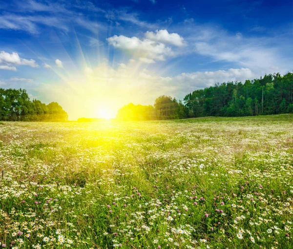 Lato Kwitnące Zielone Pole Łąkowe Kwiatami Słońcem Błękitnym Niebem — Zdjęcie stockowe
