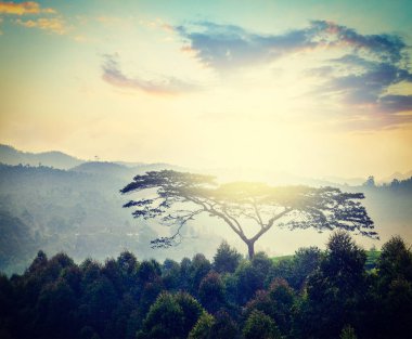 Yalnız ağaç üzerinde sunrise Hills retro Vintage hippi tarzı seyahat görüntüsü. Kerala, Hindistan