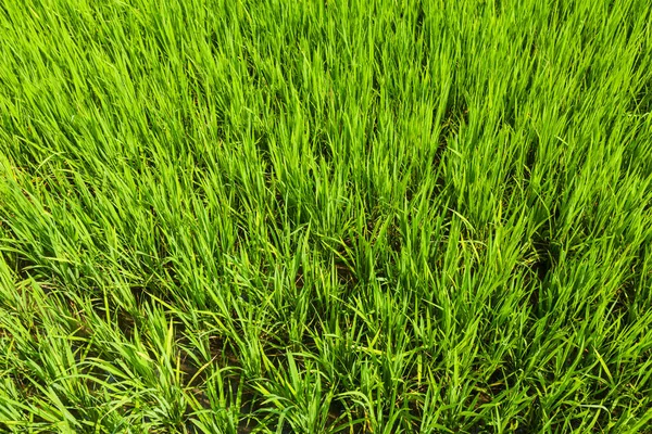 Rice Paddy Field Close Tamil Nadu Índia — Fotografia de Stock