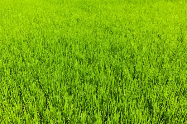 Rice Paddy Field Close Tamil Nadu India — Stock Photo, Image