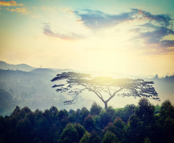 丘の日の出に孤独な木のヴィンテージレトロヒップスタースタイルの旅行イメージ ケララ インド — ストック写真