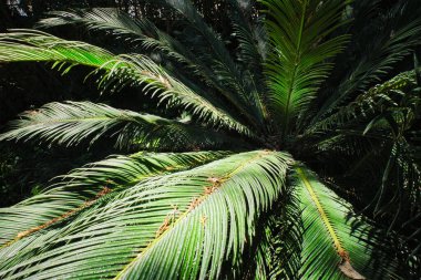 Eğreltiotu palmiye palmiyesi ayaklanması güneşte yakın çekim yapar. Cycas ya da cycad palmiye yaprakları yeşil desenli, soyut tematik arka plan. Japon Sago Palm Cycas revoluta gymnosperm fabrikası