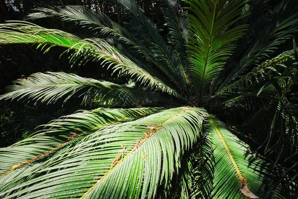 Fern Palm Sago Palm Cycas Revoluta Leaves Close Shot Sun — Stock Photo, Image
