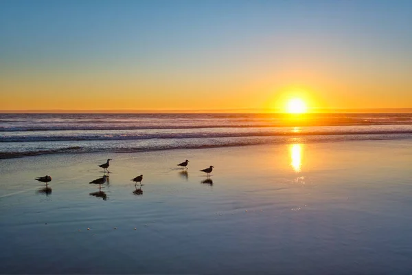 Seagulls Beach Sund Atlantycki Ocean Sunset Surging Waves Fonte Telha — Zdjęcie stockowe