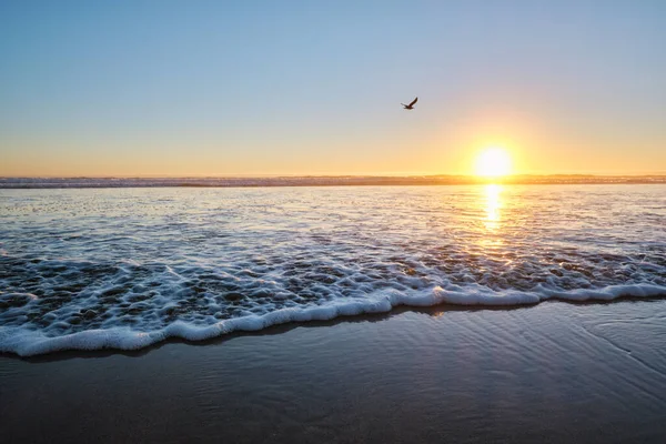 Zeemeeuwen Vliegen Het Strand Bij Zonsondergang Atlantische Oceaan Met Golven — Stockfoto