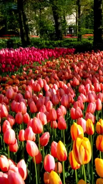 Rozkvetlé Tulipány Těsně Sebe Lisse Nizozemsko — Stock video