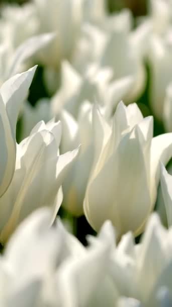Los Tulipanes Florecientes Florecen Cerca Lisse Países Bajos — Vídeo de stock