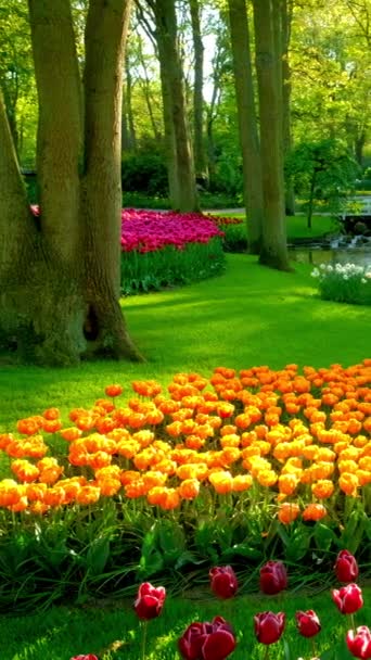 Ogrodu Keukenhof Kwitnący Tulipan Kwietniki Jeden Największych Ogrodów Kwiat Światów — Wideo stockowe
