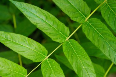 Çin-sumac Ailanthus altissima ağacı dalını kapatın