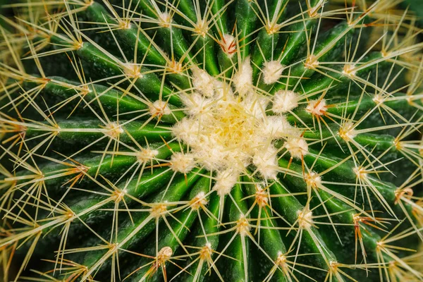 Echinocactus Grusonii Kroenleinia Grusonii Also Known Golden Barrel Cactus Golden — Stock Photo, Image