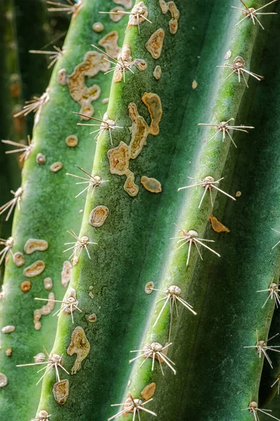 Cereus Hildmannianus Aka Queen Night Cactus Close Texture — Stock Photo, Image
