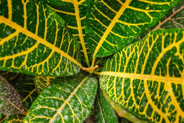 Garden Croton Codiaeum Variegatum Aka Variegated Croton Leaves Close Background — Stock Photo, Image