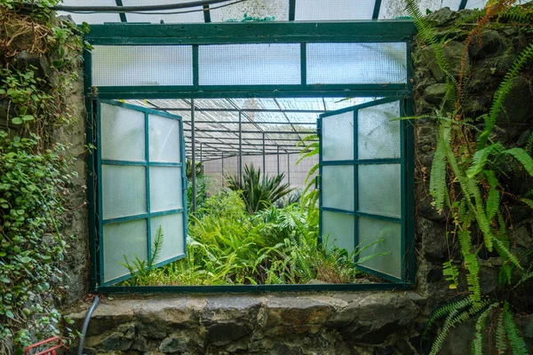 冷たい家のエストラフリアのオープンウィンドウを介したインテリアビューは リスボン ポルトガル エキゾチックな植物や木を持つ温室です — ストック写真