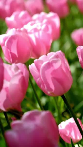 開花中のチューリップは閉じて開花しました リスト オランダ — ストック動画