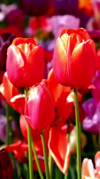 Los Tulipanes Florecientes Florecen Cerca Lisse Países Bajos — Vídeos de Stock
