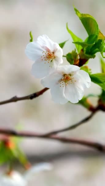 Flor Cereja Sakura Florescente Primavera Close Coréia Sul — Vídeo de Stock