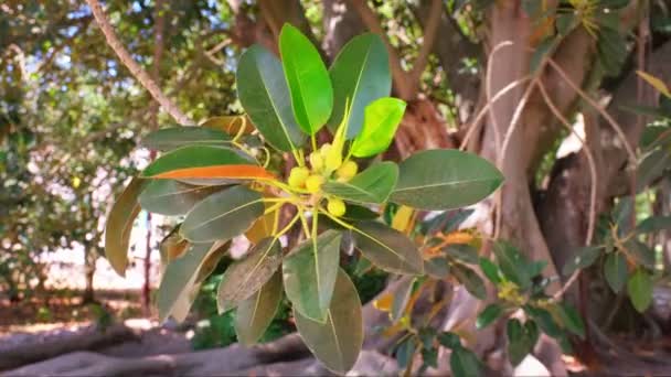 フィカスマクロフィラの葉と背景に木の幹と果物 — ストック動画