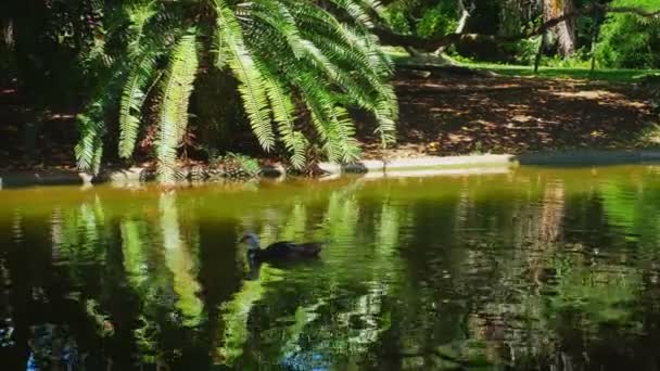 Pato Moscovita Estanque Jardín Botánico Tropical Lisboa Portugal — Vídeos de Stock