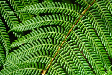 Yakın görüş Sphaeropteris Cooci veya Cyathea Cookie dantelli ağaç eğreltiotu, pullu ağaç eğreltiotu merdiveni, Avusturalya eğreltiotu yeşil yaprak yaprakları ve broşür dokusu ve deseni