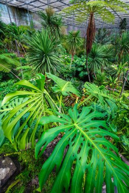 Soğuk evin iç manzarası Estufa Fria, Lizbon, Portekiz 'de bahçeleri, göletleri, bitkileri ve ağaçları olan bir seradır.