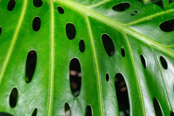 Monstera deliciosa yaprağı dokuyu kapatır