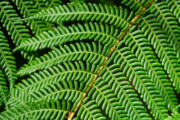 Vista Cerca Sphaeropteris Cooperi Cyathea Cooperi Lacy Tree Fern Scaly — Foto de Stock