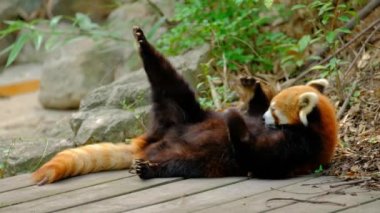 Chengdu, Sichuan Çin 'de kırmızı panda yiyor.