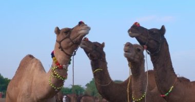 Develer tarlada Pushkar mela deve fuarını takas ediyor. Develer gün doğumunda çiğniyor. Ünlü Hint festivali. Pushkar, Rajasthan, Hindistan