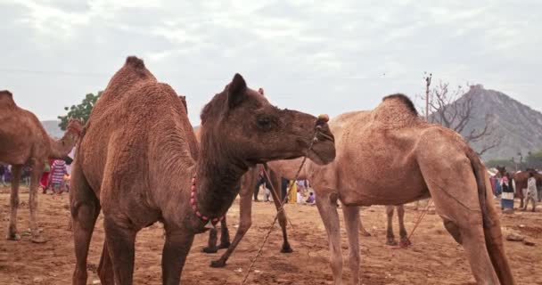 Καμήλες Εμπόριο Pushkar Mela Καμήλα Δίκαιη Στο Πεδίο Καμήλες Τρώνε — Αρχείο Βίντεο