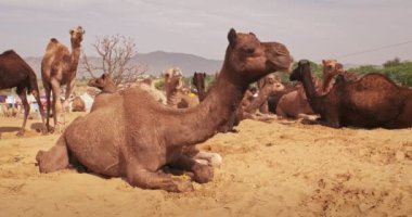 Develer tarlada Pushkar mela deve fuarını takas ediyor. Develer gün doğumunda çiğniyor. Ünlü Hint festivali. Pushkar, Rajasthan, Hindistan