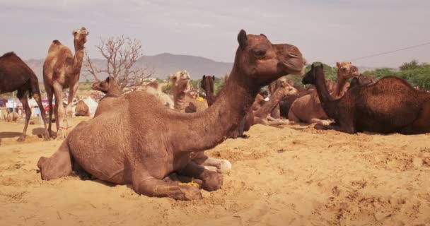 Kameler Byter Pushkar Mela Camel Fair Fältet Kameler Som Äter — Stockvideo
