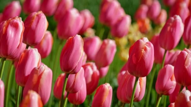 ブルーミングチューリップの花壇が近づきました オランダのリス 横カメラ — ストック動画