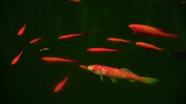 Renkli dekoratif kırmızı Japon Koi sazan balığı Cyprinus carpio suni gölet üstü manzaralı