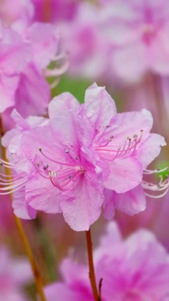 Rhododendron Mucronulatum Más Néven Koreai Rhododendron Vagy Koreai Rózsabimbó Közeli — Stock videók