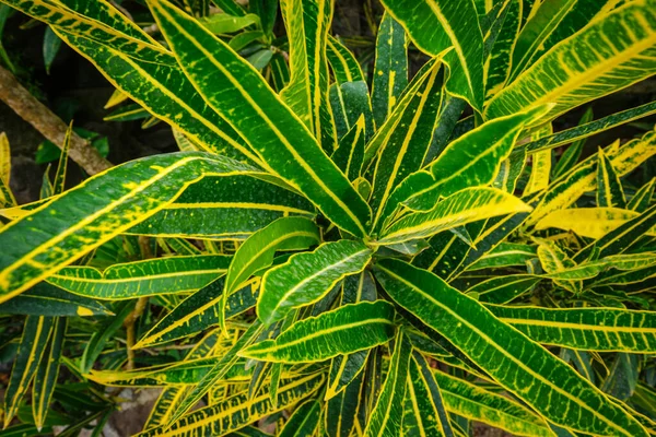 Garden Croton Codiaeum Variegatum Aka Variegated Croton Leaves Close Background — Stock Photo, Image