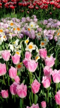 Keukenhof çiçek bahçesinde açan laleler Avrupa Bahçesi olarak da bilinir. Dünyanın en büyük çiçek bahçelerinden biri. Lisse, Hollanda 'dan. Kamera tavası