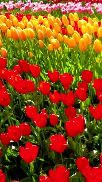 Blühende Tulpen Blumengarten Des Keukenhof Auch Als Garten Europas Bekannt — Stockvideo