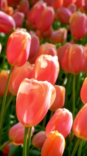 Blooming Tulips Flowerbed Close Keukenhof Flower Garden Also Known Garden — Stock Video