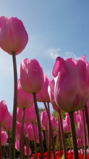 Цветущие Красные Тюльпаны Фоне Голубого Неба Солнцем Keukenhof Цветочный Сад — стоковое видео